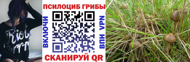 Псилоцибиновые грибы мицелий магазин наркотиков мега сайт Прохладный